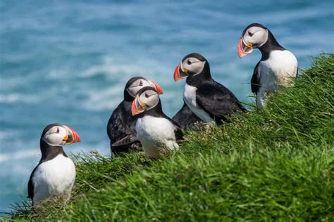 Wildlife And Animals In Iceland Puffins And More I Am Reykjavik