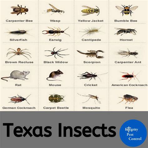Texas Is Bug Heaven Types Of Bugs Types Of Insects Insects