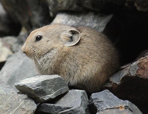 Northern Pika Life Expectancy