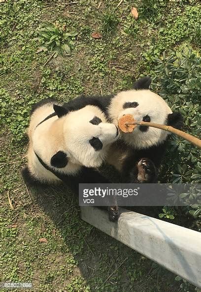 Giant Panda Mei Lun And Giant Panda Mei Huan Eat Steamed Corn Bread