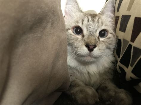 Reddit Meet Squint The Beautiful Cross Eyed Lynx Point Siamese Cat I