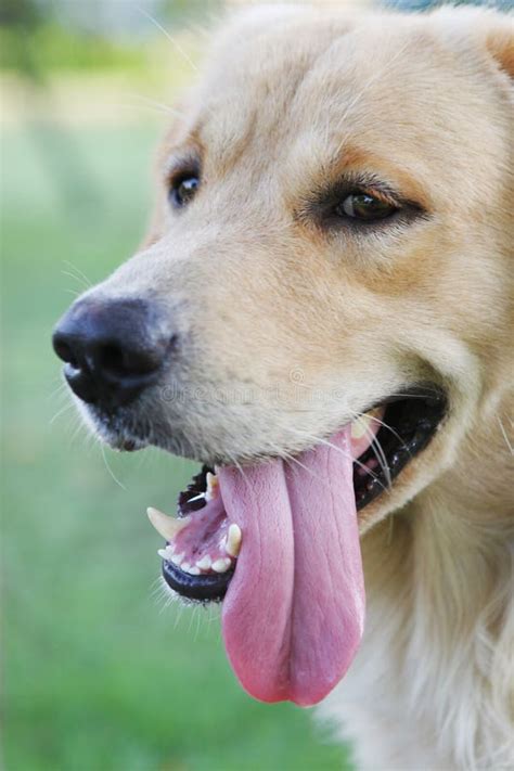 Dog With Its Tongue Hanging Out Stock Image Image Of Heat Canine