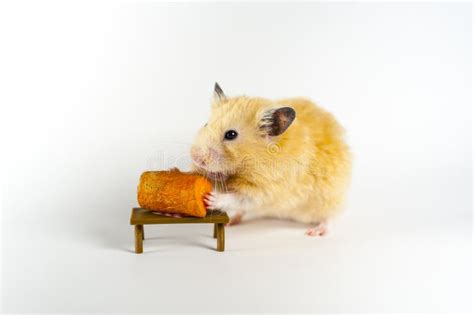 Cute Hamster Eating Carrot On White Background Stock Image Image Of