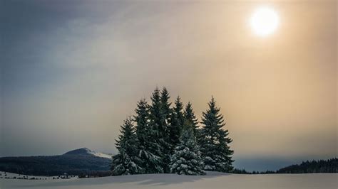 Snow Covered Fir Trees And Forest Mountain Under Sky With