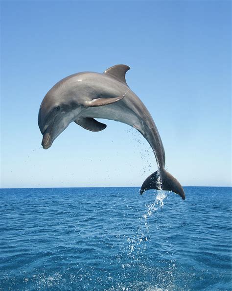 Bottle Nosed Dolphin Jumping By Mike Hill