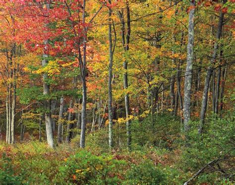 Eastern Deciduous Forest In Autumn Credit Nicholas A Tonelli Copy