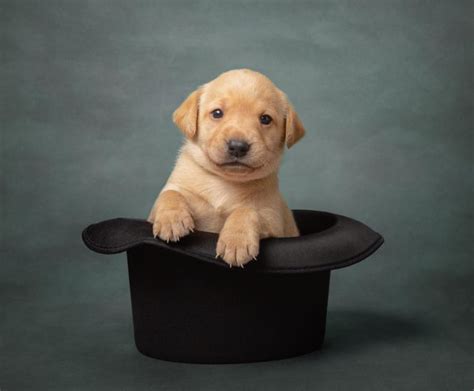 Photographing A Litter Of Labrador Puppies Red Frog Studio Photography