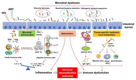 Frontiers Regulation Of Gut Microbiota On Immune Reconstitution In