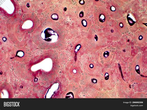 Histology Human Image And Photo Free Trial Bigstock