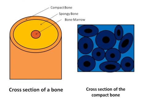 This is a short tutorial using blender 2.8 that shows how to create a bone cross section and using images to create the textures. User:JAbraham - Embryology