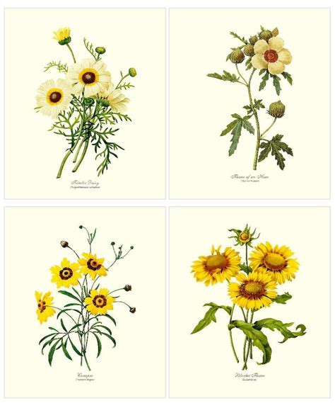 Vintage 1930s 1940s floral botanical flower art print with original frame vtg. Yellow Flower Botanical Art Print Set | Vintage Wall Art ...