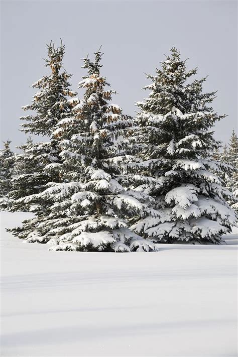 Snow Covered Evergreen Trees Calgary Photograph By Michael Interisano