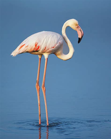 Greater Flamingo Photograph By Mohamed Abdelrahman Fine Art America
