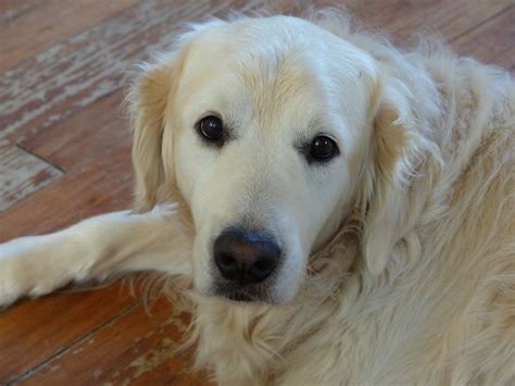 Glenbern Golden Retrievers Retired Golden Retrievers