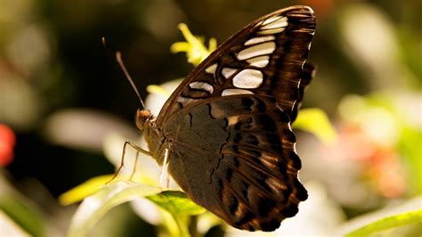Wallpaper Butterfly Gray Flowers Nature Insects