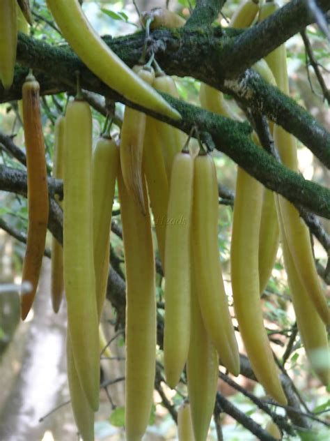 Very sweet fruity flavor, makes an excellent dessert fruit. Pin on Tropical Fruits