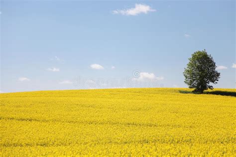 431983 Field Yellow Sky Nature Photos Free And Royalty Free Stock