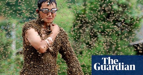 Bee Bearding Contest In China World News The Guardian
