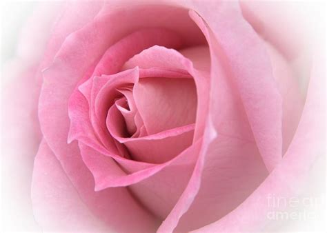Pink English Rose Photograph By Stephen Clarridge