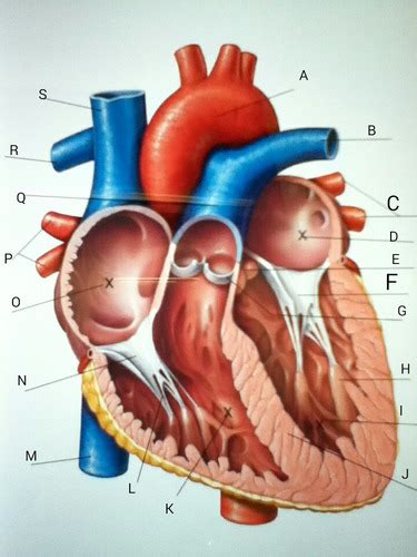 Bio 242 External And Internal Anatomy Of Heart Quiz 1 Flashcards Quizlet
