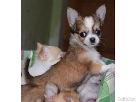 Husky puppies and dogs in minnesota cities. chihuahua puppies for sale near me | Chihuahua puppies ...