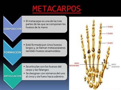 Presentación Metacarpianos