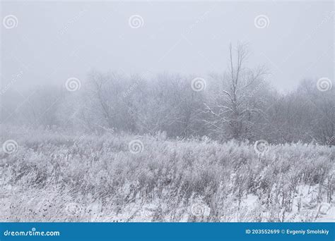 Frosty Winter Morning Stock Image Image Of Nature Trees 203552699