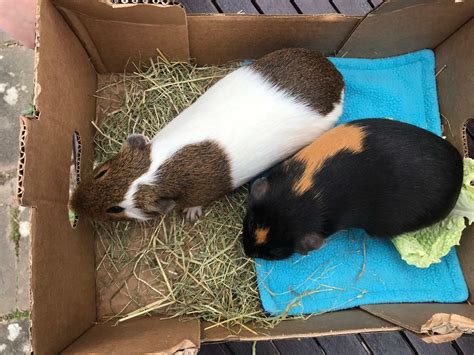 2 Adorable 18 Month Old Guinea Pig Boys With Cage And Supplies In