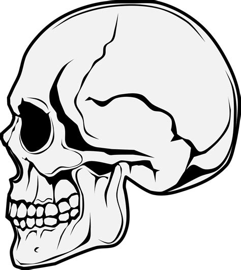 Top More Than 76 Skull Sketch Side View Best Vn