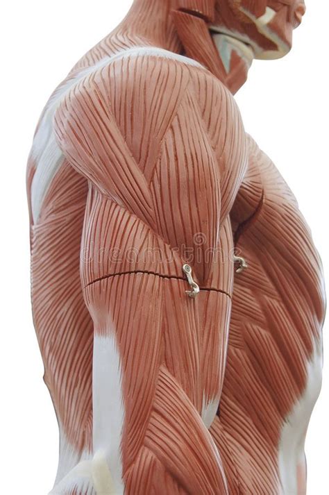 Trunk Muscle Model Human Anatomy Trunk Muscle Structure Affiliate