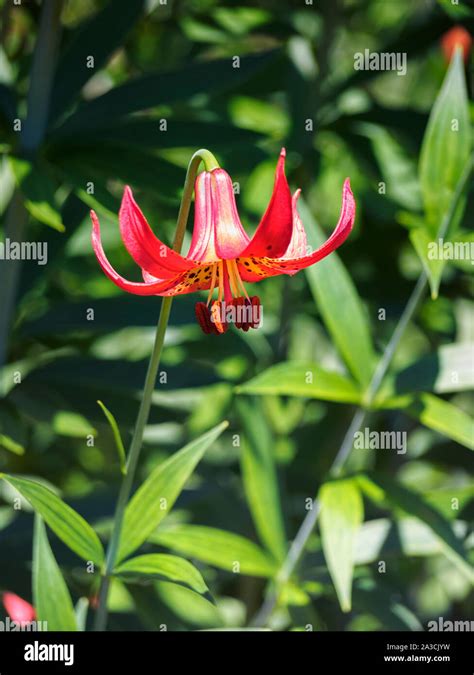 Canada Lily High Resolution Stock Photography And Images Alamy