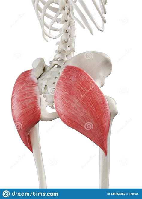 Superficial large extensors, and deep smaller. A females gluteus maximus stock illustration. Illustration of bones - 145656867