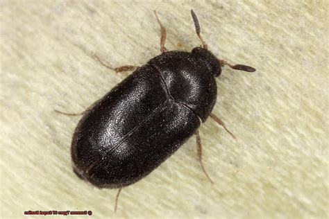 Common Types Of Carpet Beetles Lightning Pest Control