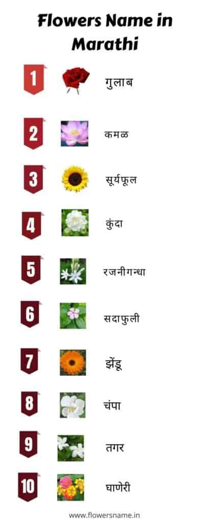 Flowers Name In Marathi Flowers Name