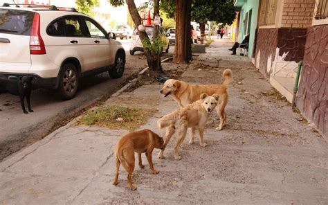 Son Los Perros Callejeros Problema Social Y De Salud El Sol De La
