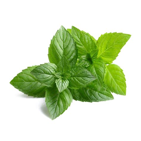 Mint Leaf Png Png Image Collection