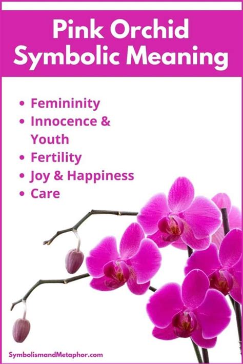 Pink Orchid Flower Meaning And Symbolism Femininity And Joy