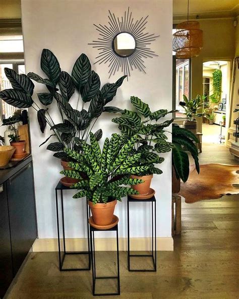 20 Affordable House Plants For Living Room Decoration Plant Stand