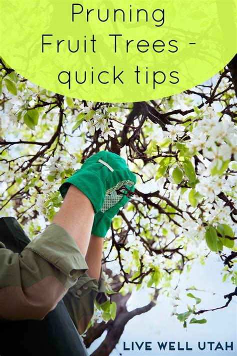This amount will water the trees deeply down into the root zone. Pruning Fruit Trees - Quick Tips and Tricks - Live Well Utah