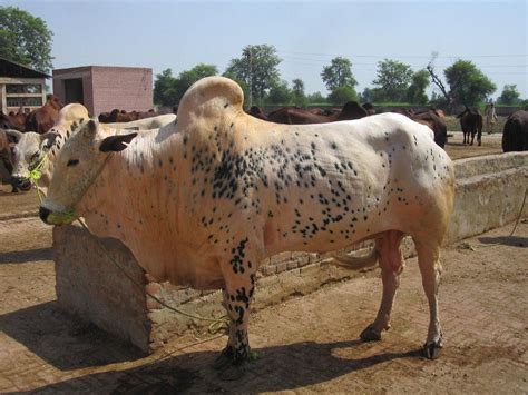 Dhanni Pakistan Animals Cow Photo Galleries