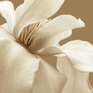 White Star Magnolia Flowers Photograph By Jennie Marie Schell Fine