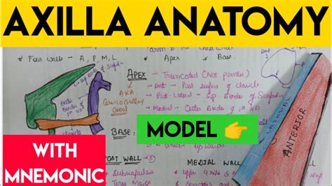 Axilla Anatomy Youtube