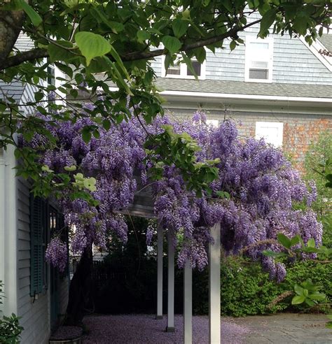 A Gorgeous Wisteria Trellis In Providence Ri Patio Landscaping