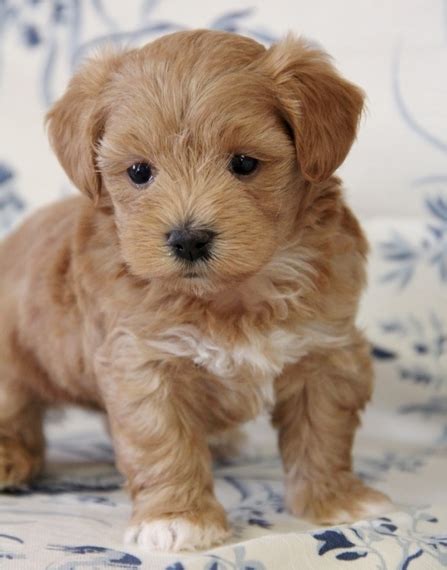 The apricot maltipoo is among the top wanted colors of maltipoo because they appear like a sweet little teddy. Merlot Maltipoo Puppy 616411 | PuppySpot