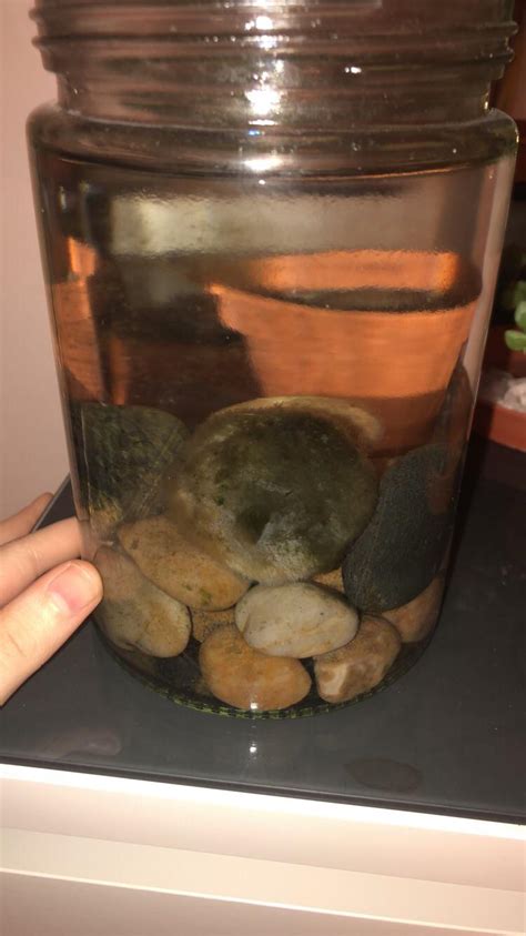 Some a food many anything. My little dudes arrived! I need some ideas for decorations ...