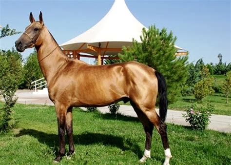 Beautiful Rare And Unusual Horse Breeds Pethelpful