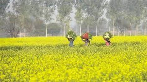 Mustard Growers In Haryana Await Payment For Procured Crop Cities