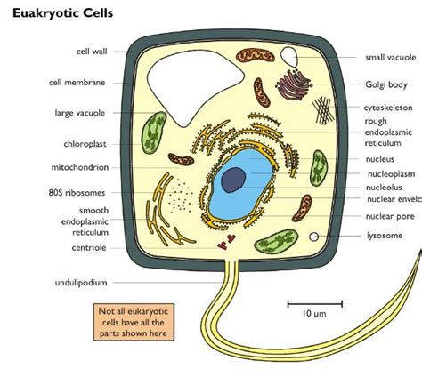 It is, therefore, essential at the outset to consider the microscopic cellular anatomy. Animal cell structure. | Animal cell structure, Cell wall ...