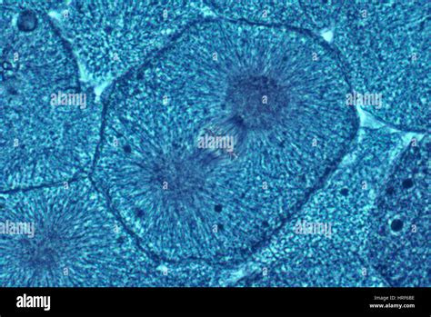 Metafase Nella Mitosi Immagini E Fotografie Stock Ad Alta Risoluzione