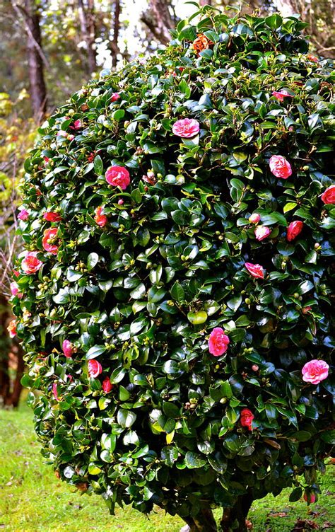 Pink Camellia Bush Photograph By Lehua Pekelo Stearns